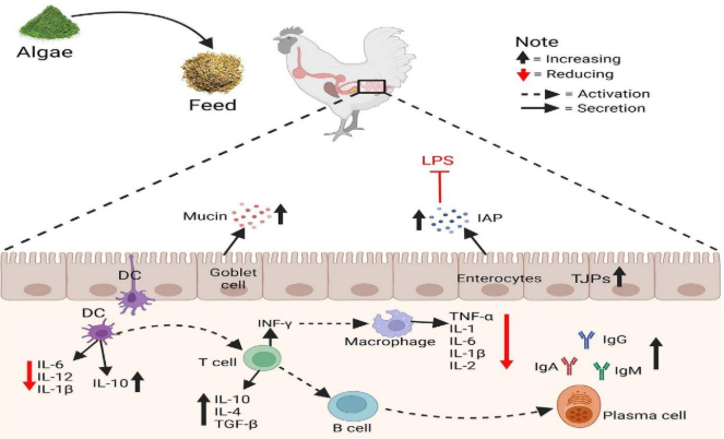The effects of algae on gut immunity and integrity involve tight junctions.PNG
